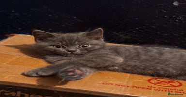 British Shorthair cats - Advert 7