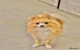 Pomeranian dogs for stud: 🐾 Miniature Foxy Type Pomeranian for Stud - Image 5