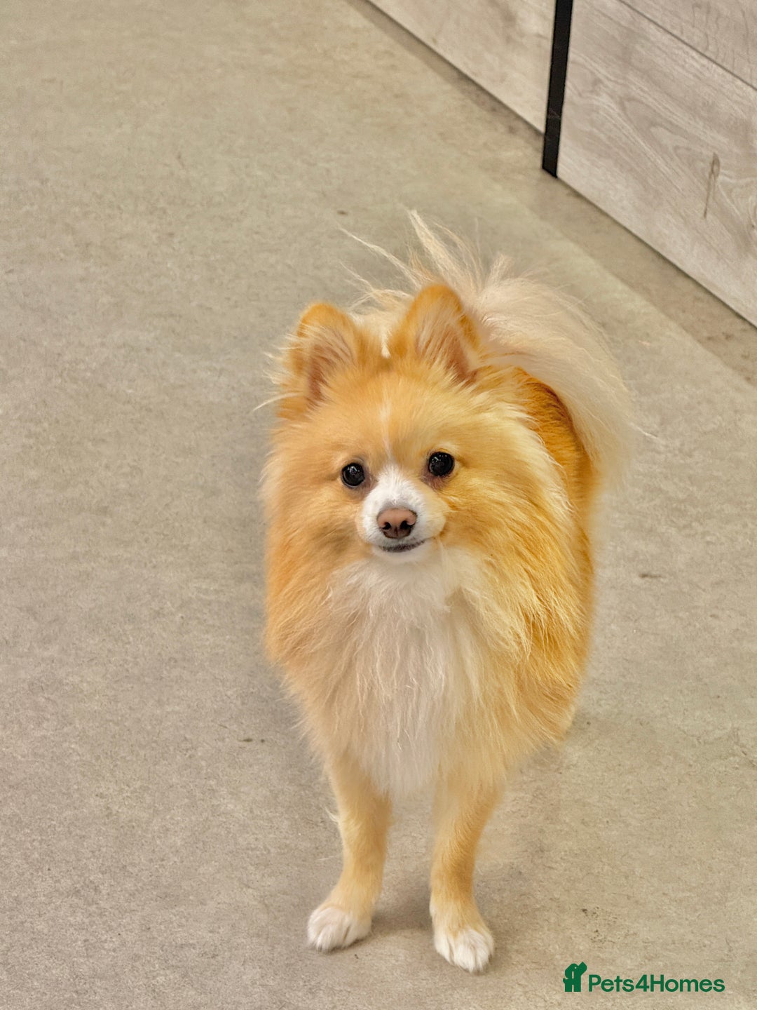 Pomeranian dogs for stud: 🐾 Miniature Foxy Type Pomeranian for Stud - Image 5