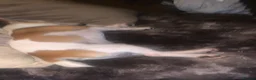 Jack Russell dogs for sale: jackrussell  - Advert 4