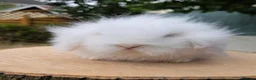 Angora rabbits for sale:  Super fluffy baby teddywidders   - Advert 7