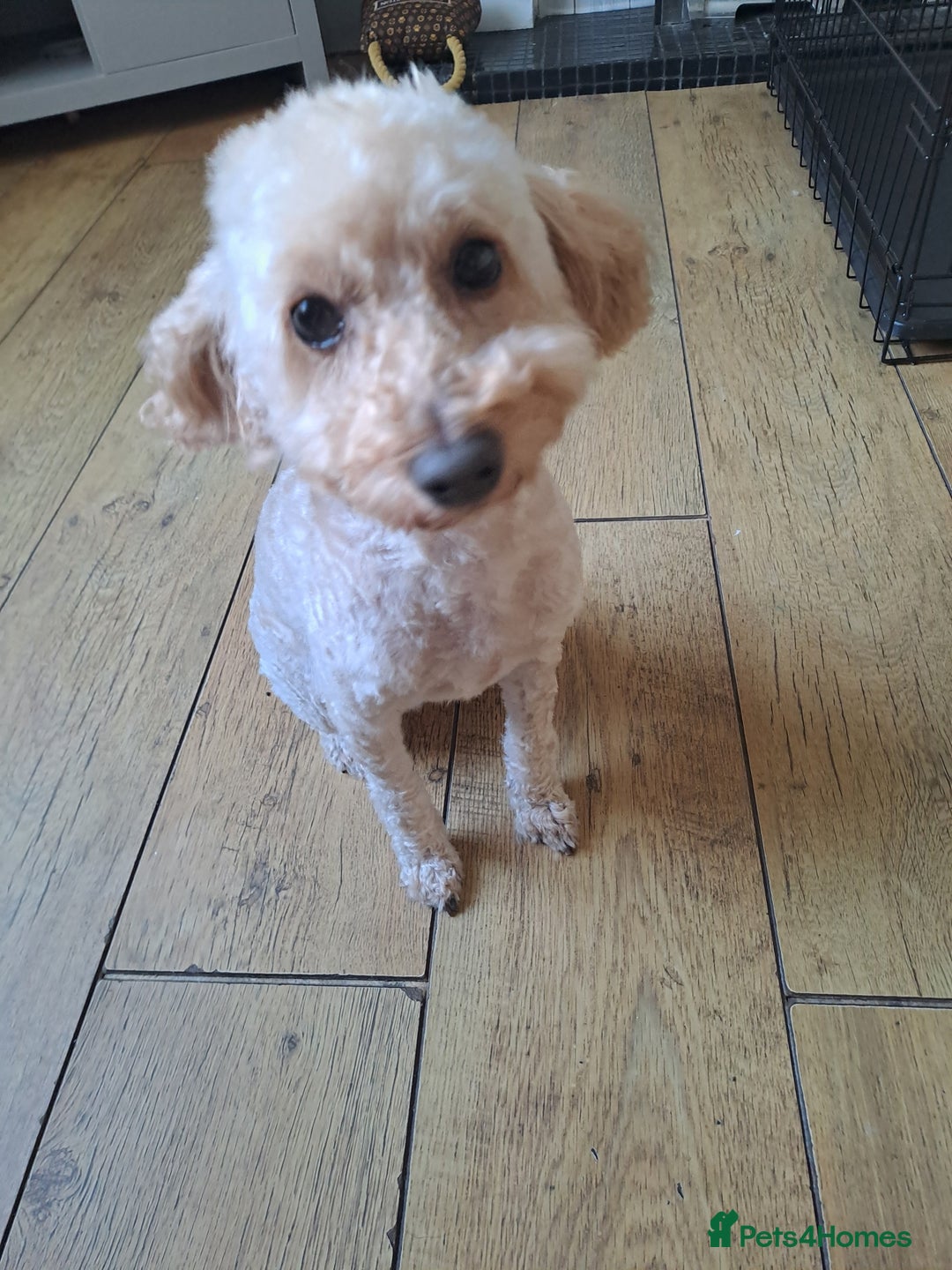 Cockapoo dogs for sale: Cockapoo - Image 1