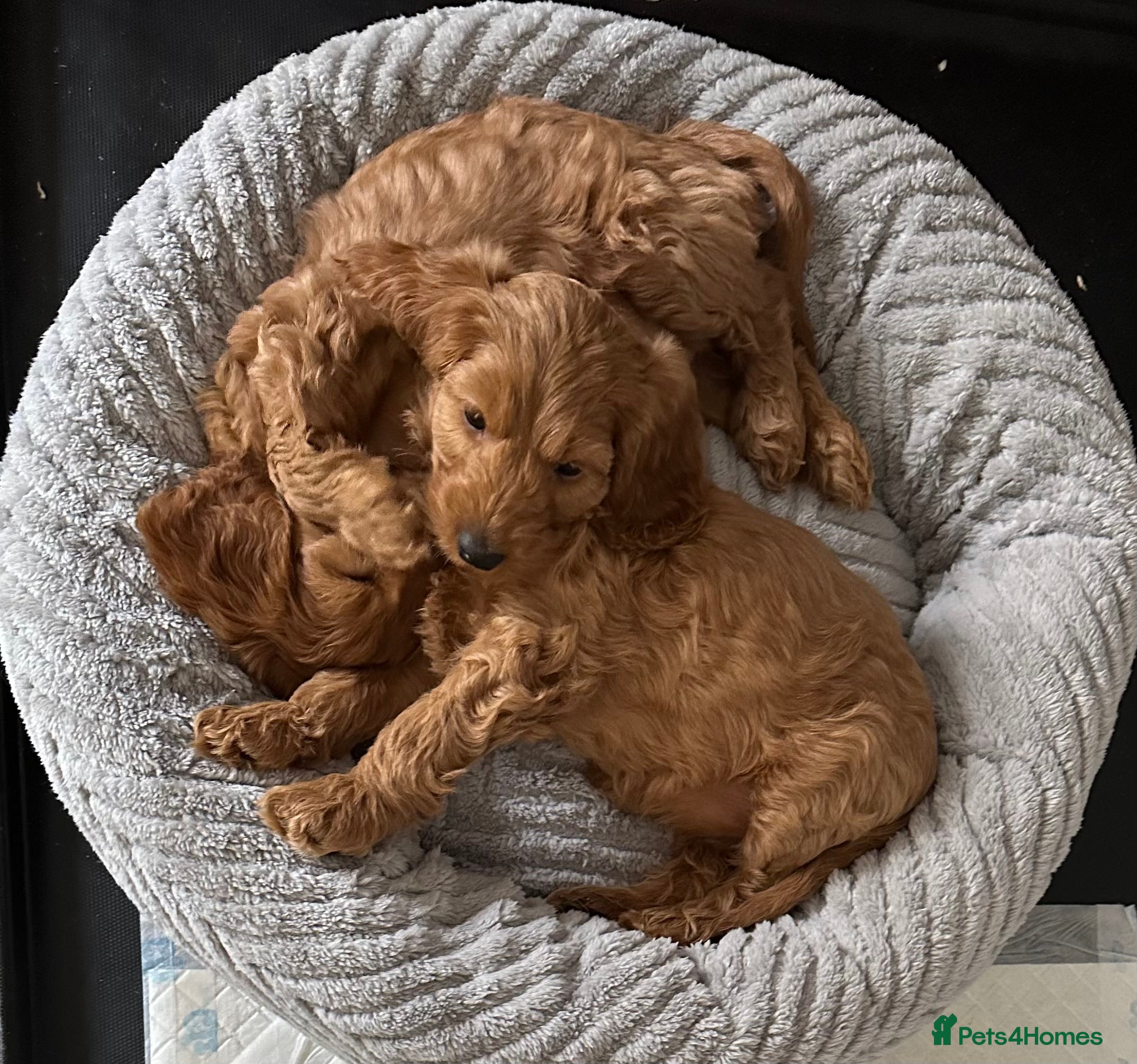 Cockapoo dogs Two left ready to go now. Price reduction  £1450 - Advert 3