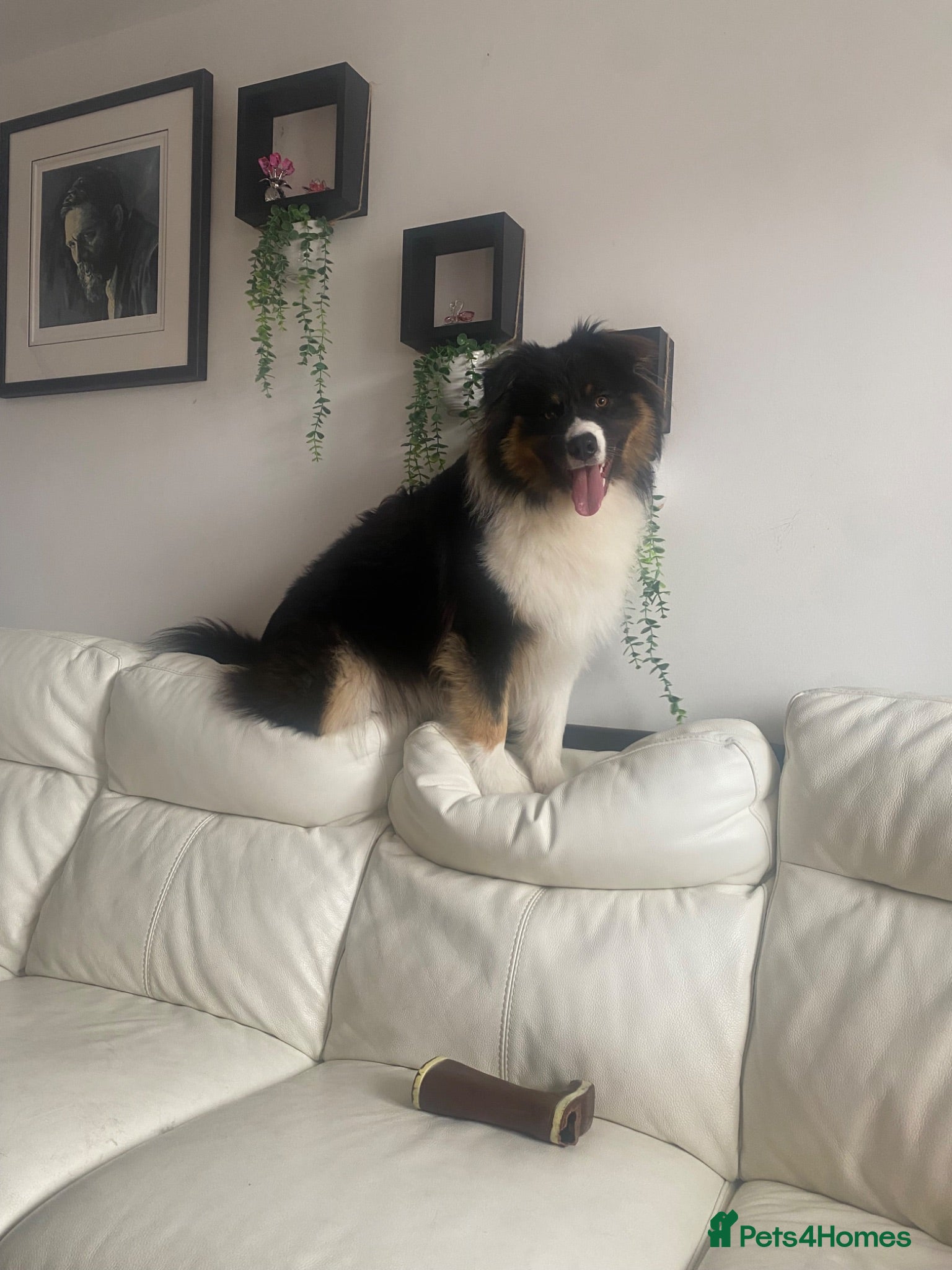 Australian Shepherd dogs Aussie Shepherd male. Intact   - Advert 1