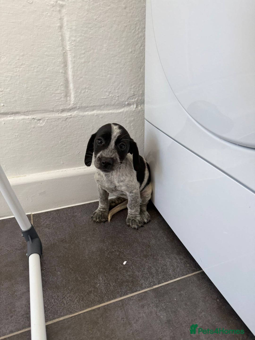 Mixed Breed dogs for sale: 6 beautiful jack russle cross cocker spaniels  - Image 16