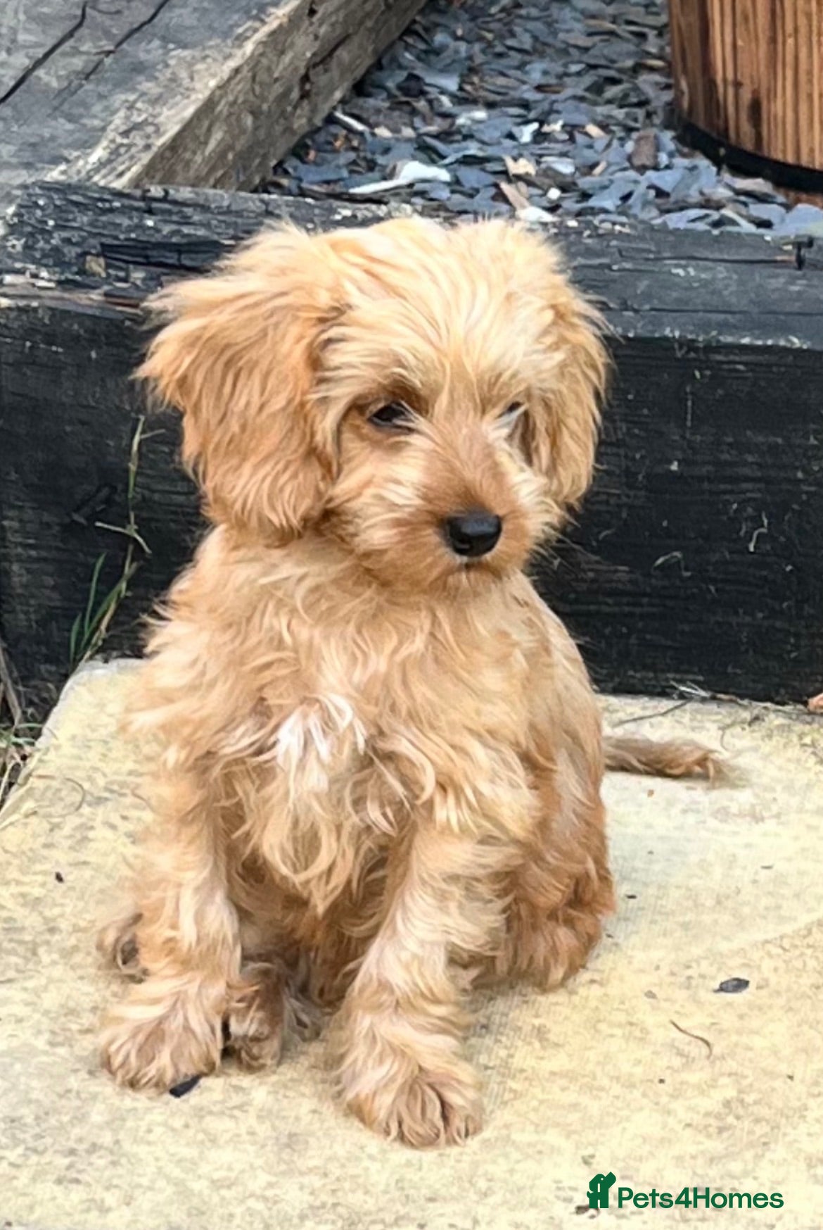 Cavapoo dogs Cavapoo boy pup  - Advert 3