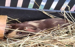 Guinea Pig rodents for sale: 2 seperated male guinea pigs - Image 8