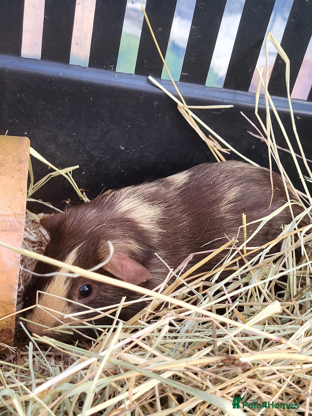 Guinea Pig rodents for sale: 2 seperated male guinea pigs - Image 8