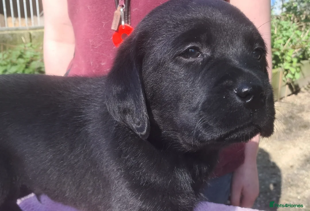 Labrador Retriever dogs for sale: Solid, chunky type Labrador puppies. KC, DNA  - Advert 13