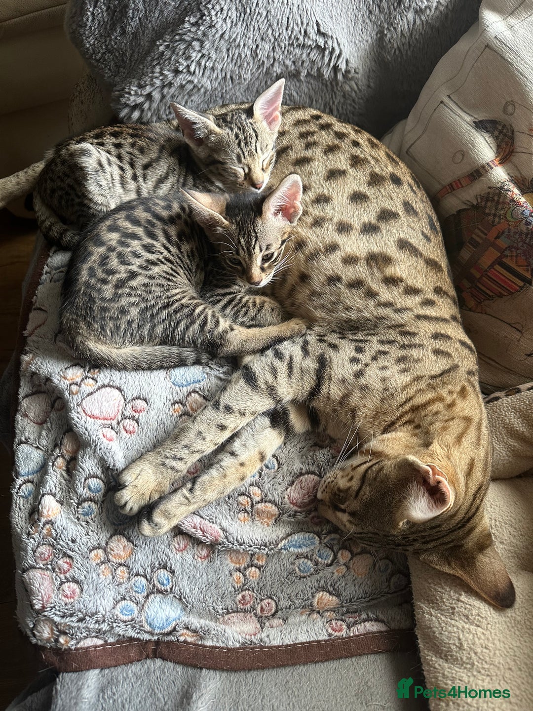 Savannah cats for sale: Savannah F4 girl kittens - Image 7