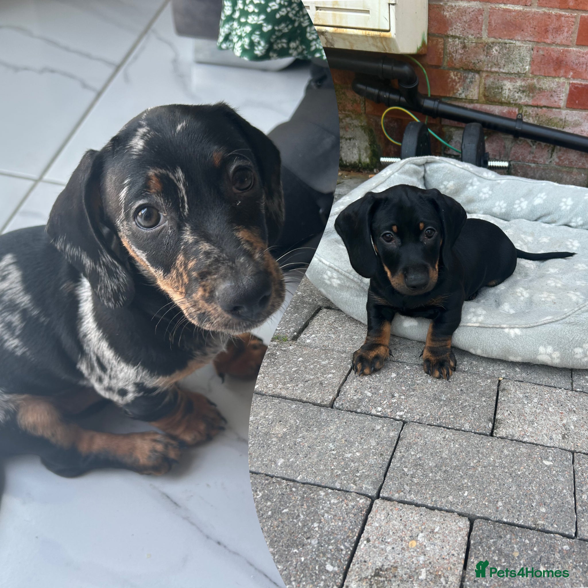 Dachshund dogs 🐶Beautiful Dachshund Puppies for Sale Left 2 Boy - Advert 16