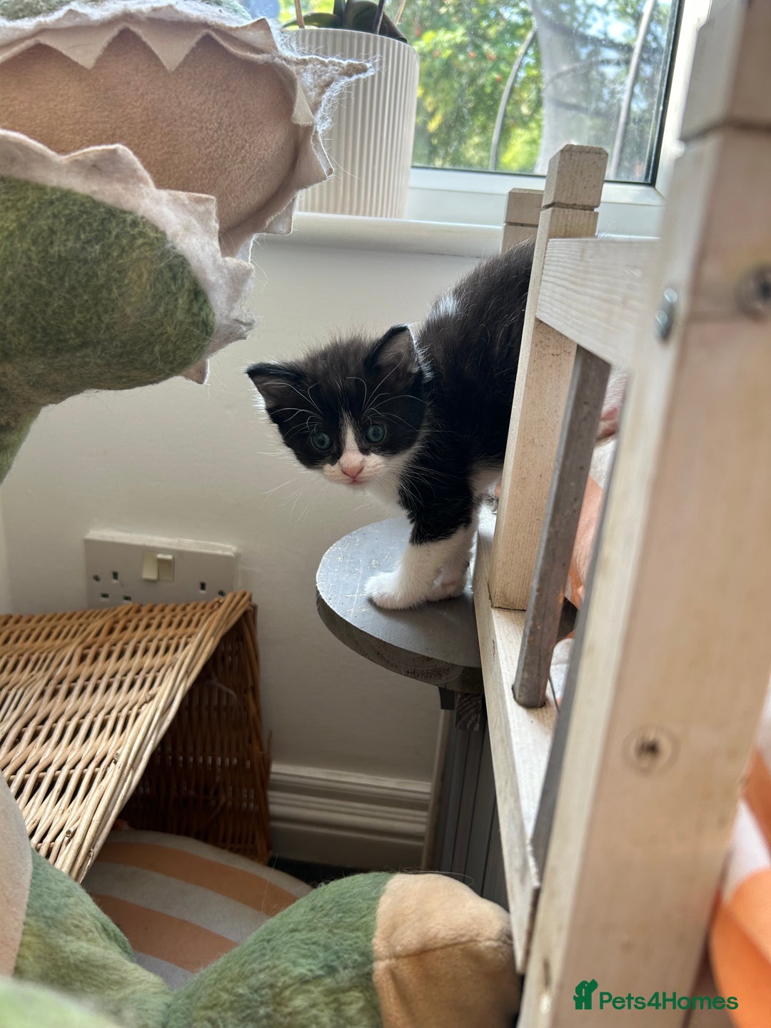 Mixed Breed cats for sale: Pretty fluffy little kittens  - Image 6