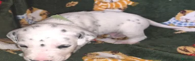 Green Collar