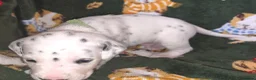 Mixed Breed dogs for sale: Dalmatian x Labrador puppies in Grimsby - Advert 23
