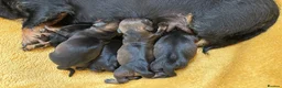 Miniature Dachshund dogs for sale: Miniature Wire Haired Dachshunds  - Advert 12