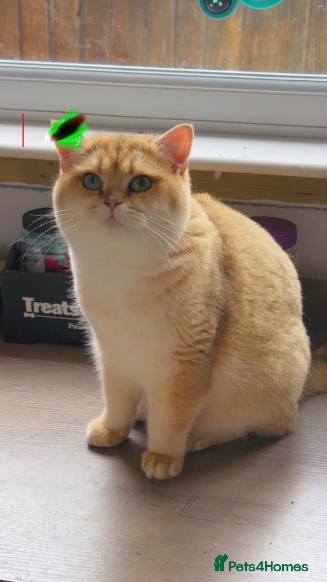 British Shorthair cats for stud: Champion blood line Tica and gccf register - Advert 2