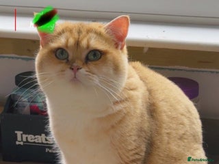 British Shorthair cats - Advert 35