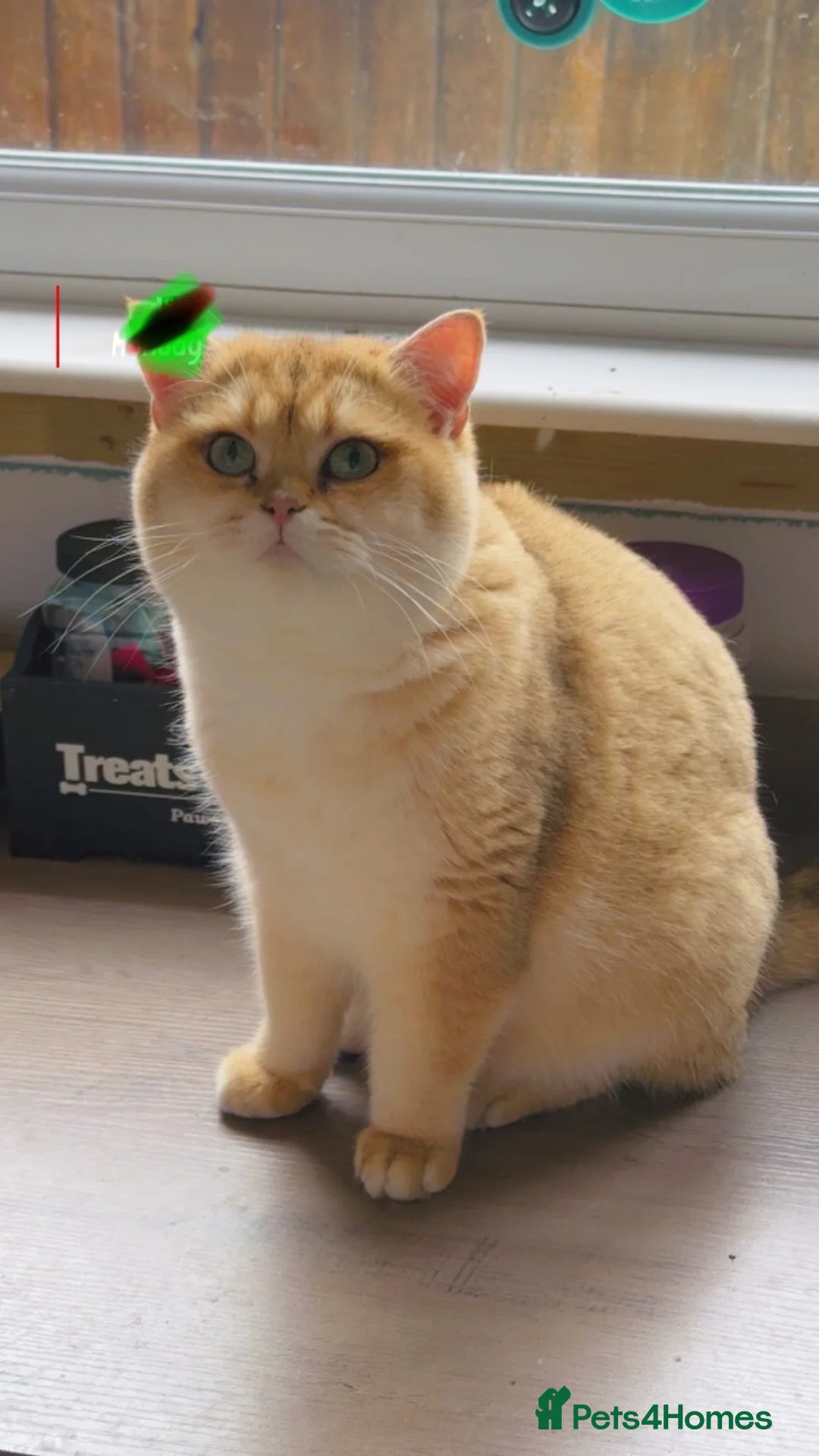 British Shorthair cats for stud: Champion blood line Tica and gccf register - Advert 2