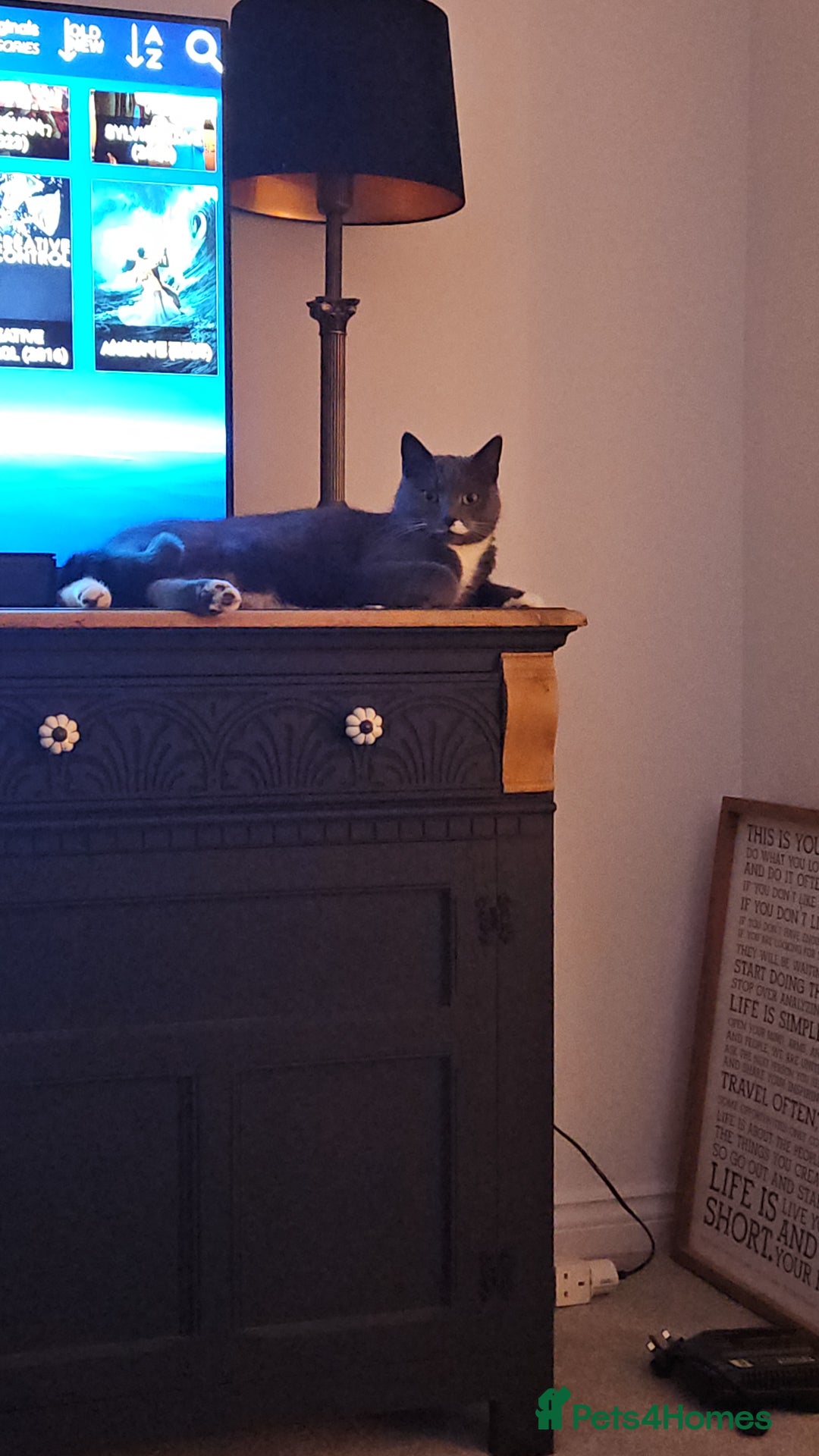 Mixed Breed cats for sale: Luna - New Home Required - Advert 2