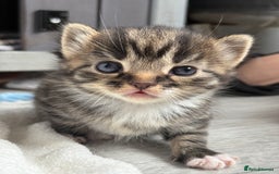 British Longhair cats for sale: British long hair cats  - Image 1