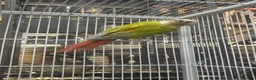 Conures birds for sale: Pineapple conure for sale in Swadlincote - Advert 3