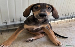 Mixed Breed dogs for adoption: Poppy (Hound/Shepherd mix) - Image 12