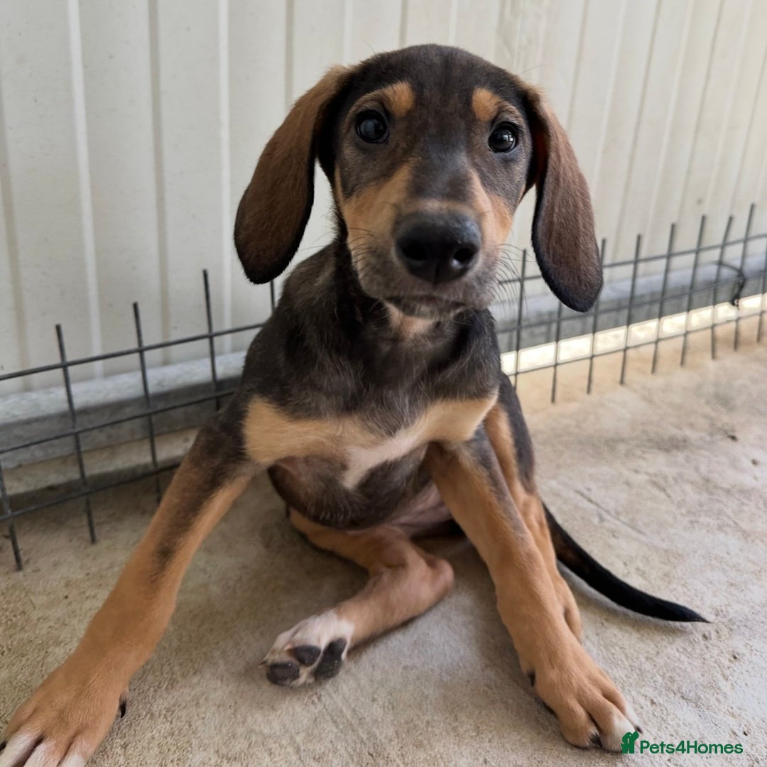 Mixed Breed dogs for adoption: Poppy (Hound/Shepherd mix) - Image 12