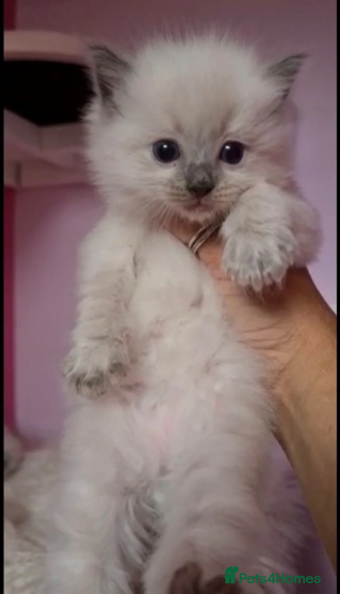 Ragdoll cats for stud: VERY LARGE PROVEN STUD kittens available  in Brighouse - Advert 2