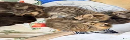 Mixed Breed cats for sale: Tabby/bengal kittens  - Advert 3