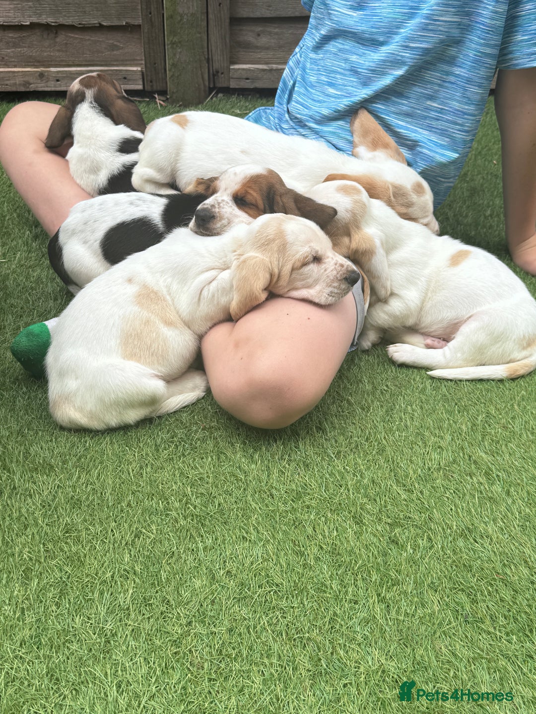 Basset Hound dogs for sale: Bassett Hound Puppies for Sale - Image 8