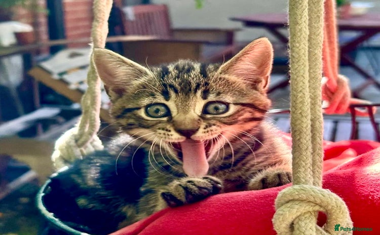 Mixed Breed cats - Advert 2