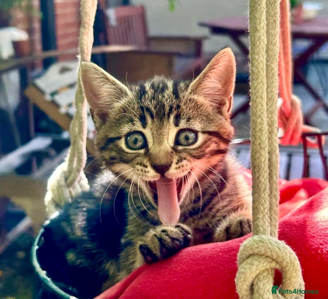 Mixed Breed cats for sale: 🐾 Adorable Tabby Kittens Looking for Their Homes! - Image 1