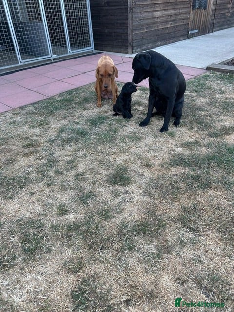 Labrador Retriever dogs 1 black boy remaining, 60 FTCH within Parent’s  - Advert 15