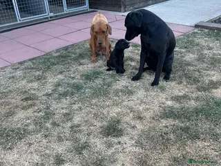 Labrador Retriever dogs 1 black boy remaining, 60 FTCH within Parent’s - Advert 14