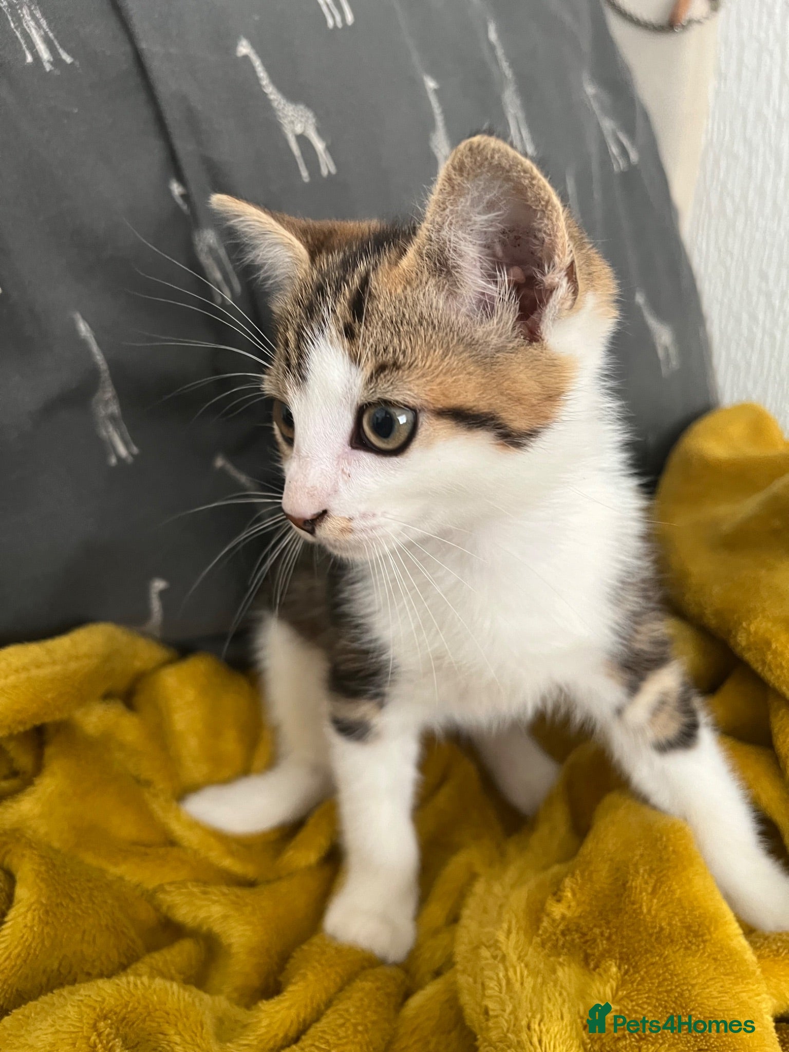 Mixed Breed cats Kittens - Advert 1