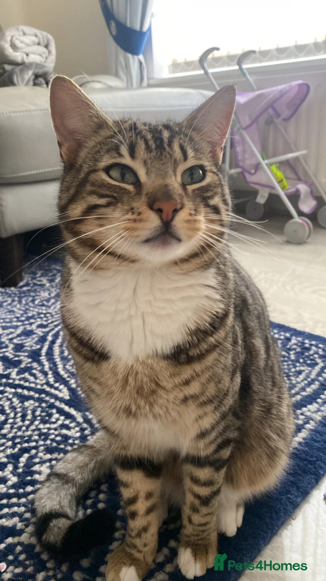 Mixed Breed cats for sale: Cross breed Bengal 5 year old male  in High Wycombe - Advert 1