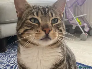 Mixed Breed cats Cross breed Bengal 5 year old male - Advert 1