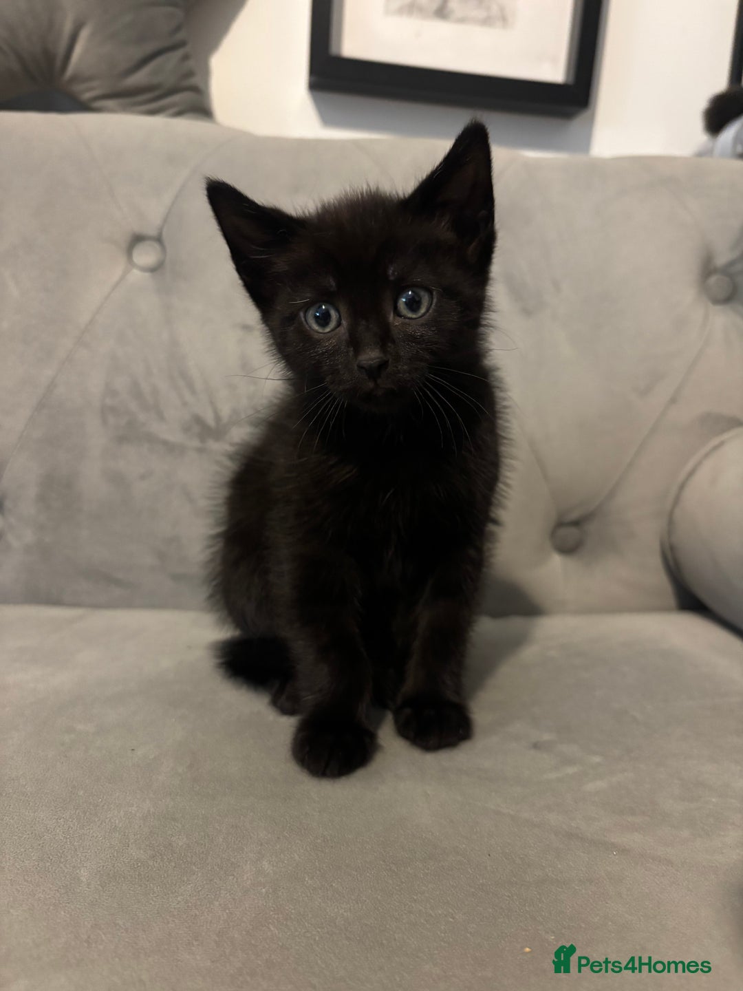 British Shorthair cats for sale: Kittens for sale  - Advert 3