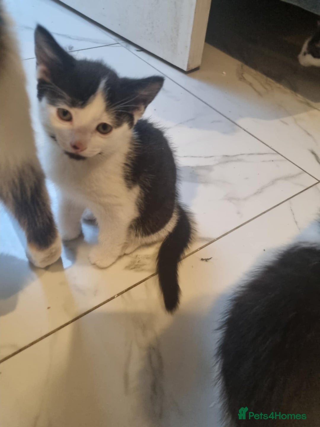 Domestic Shorthair cats for sale: 4 lovely kittens ready to join a new family - Image 3