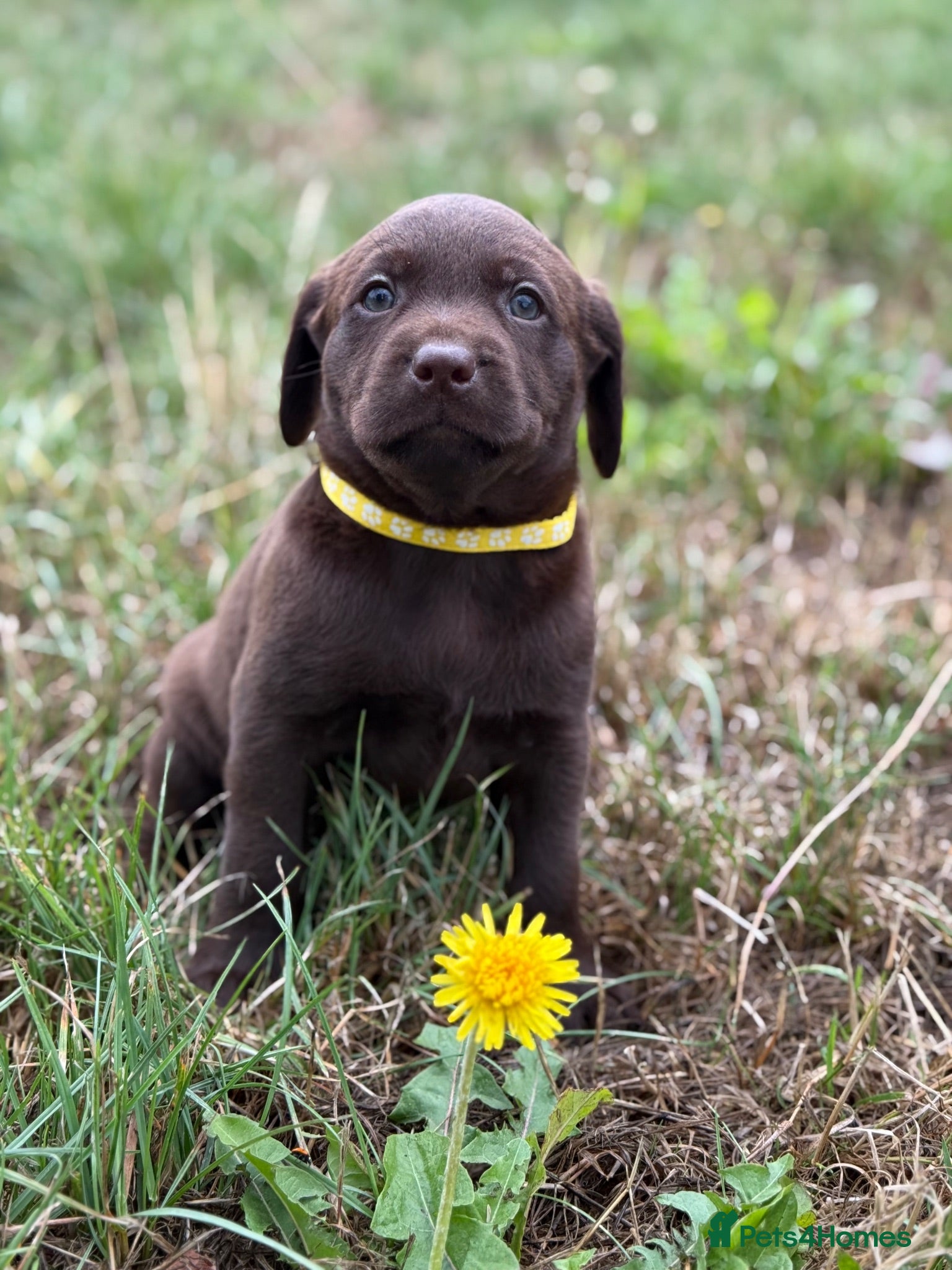 Labrador Retriever dogs Waiting list Chocolate Labradors - Advert 1