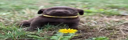 Labrador Retriever dogs for sale: Waiting list Chocolate Labradors - Advert 1