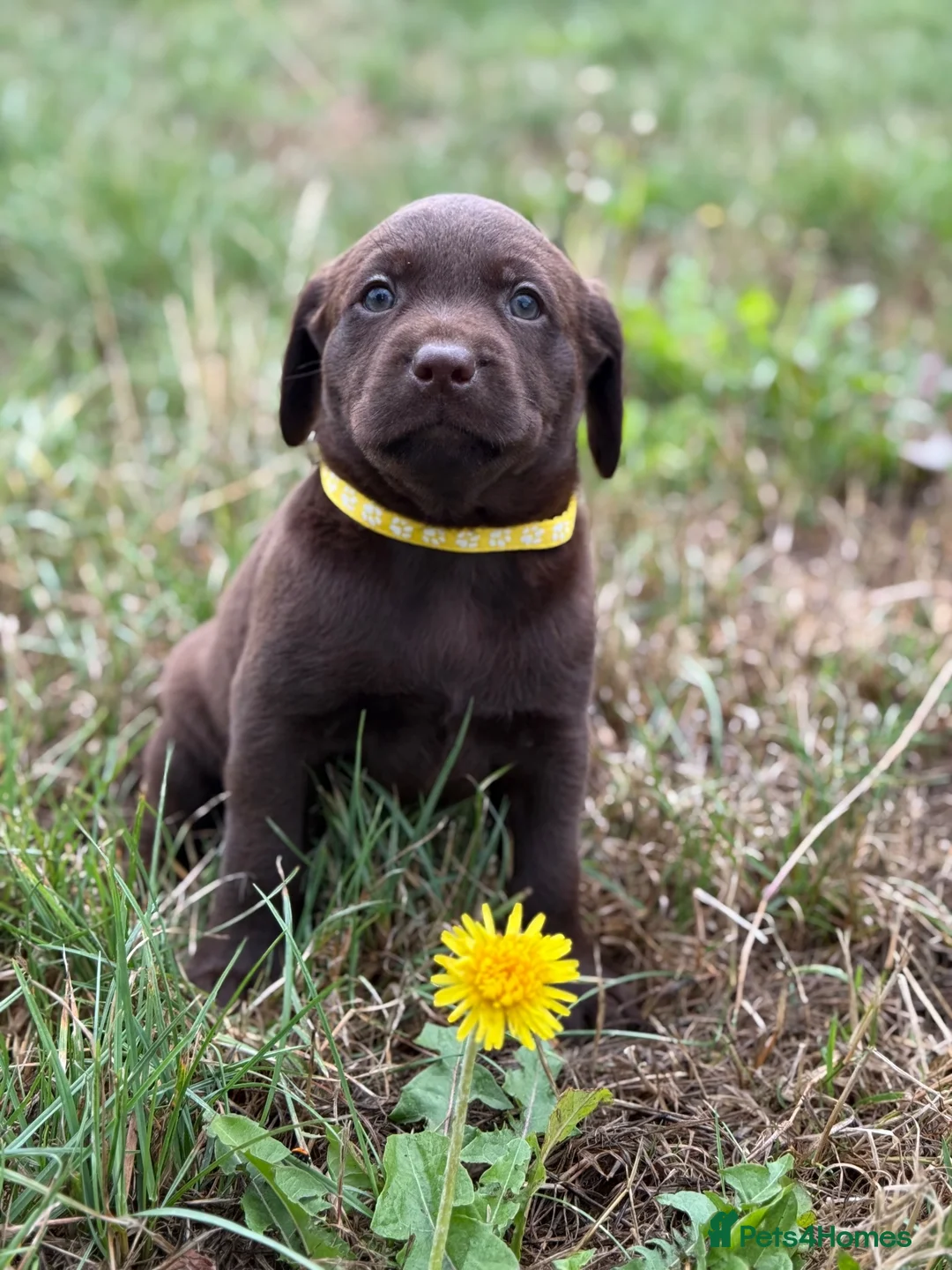 Labrador Retriever dogs for sale: Waiting list Chocolate Labradors - Advert 1
