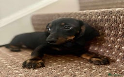 Dachshund dogs for sale: Beautiful dachshund babies  - Image 7