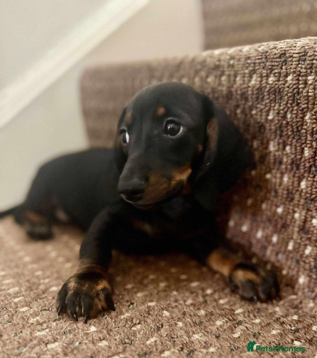 Dachshund dogs for sale: Beautiful dachshund babies  - Image 7