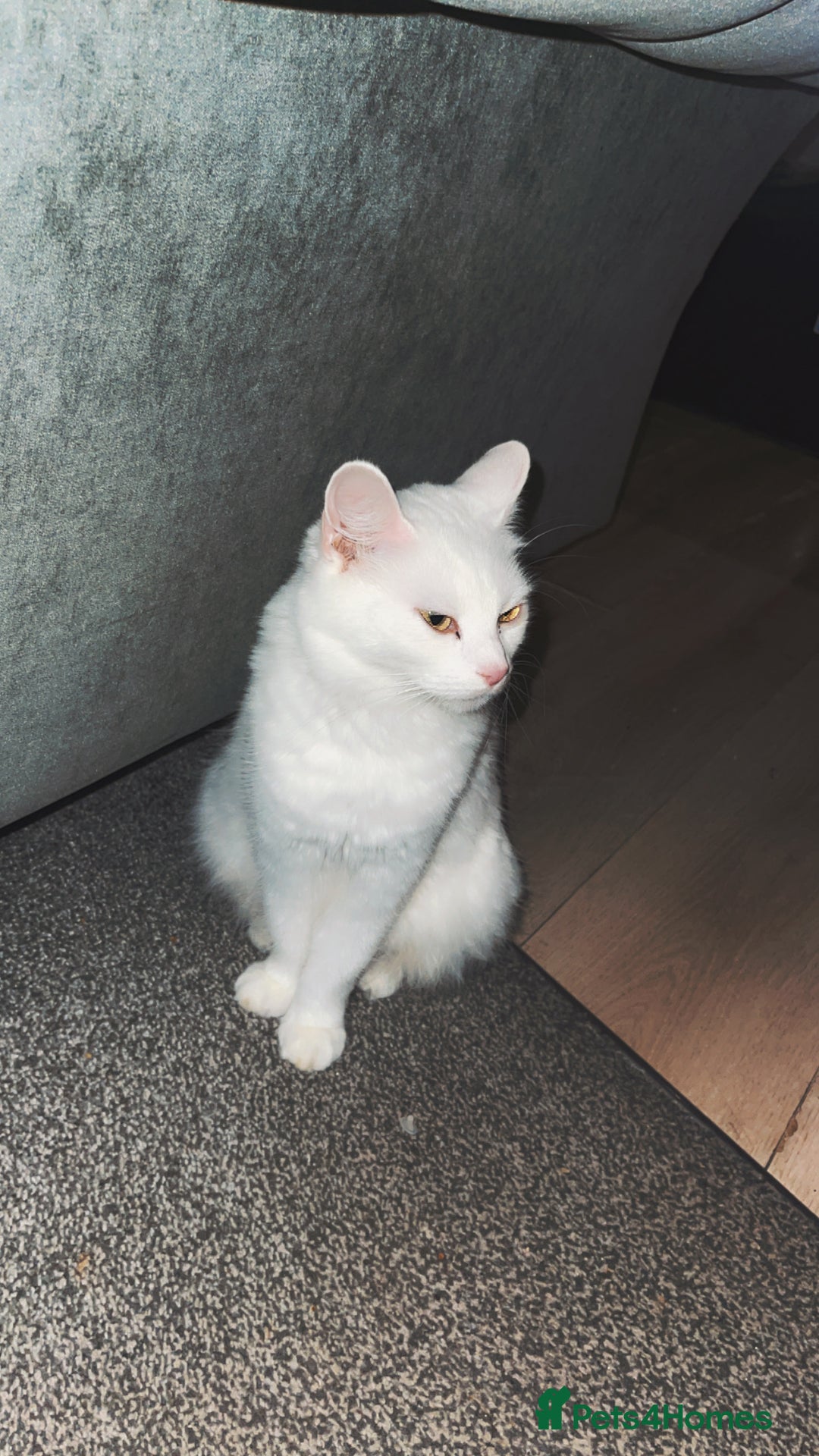 Turkish Angora cats for sale: Beautiful Turkish angora kittens.  - Advert 2