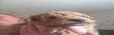 Mixed Breed 5 Loxie