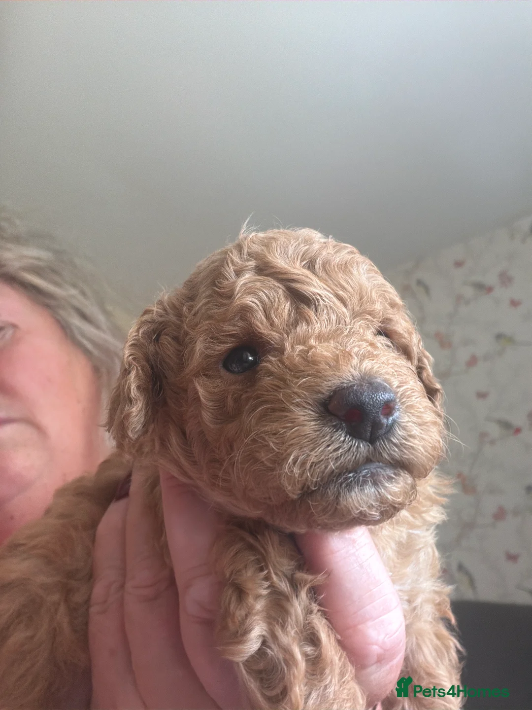 Mixed Breed dogs for sale: Boo-boo puppies - Advert 2