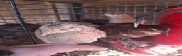 Quail poultry for sale: Coturnix quail and snowflake bobwhite  - Advert 12