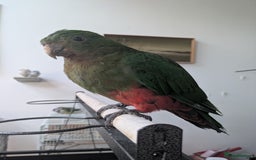 Parrots birds for sale: Australian King's parrot babies  - Image 4