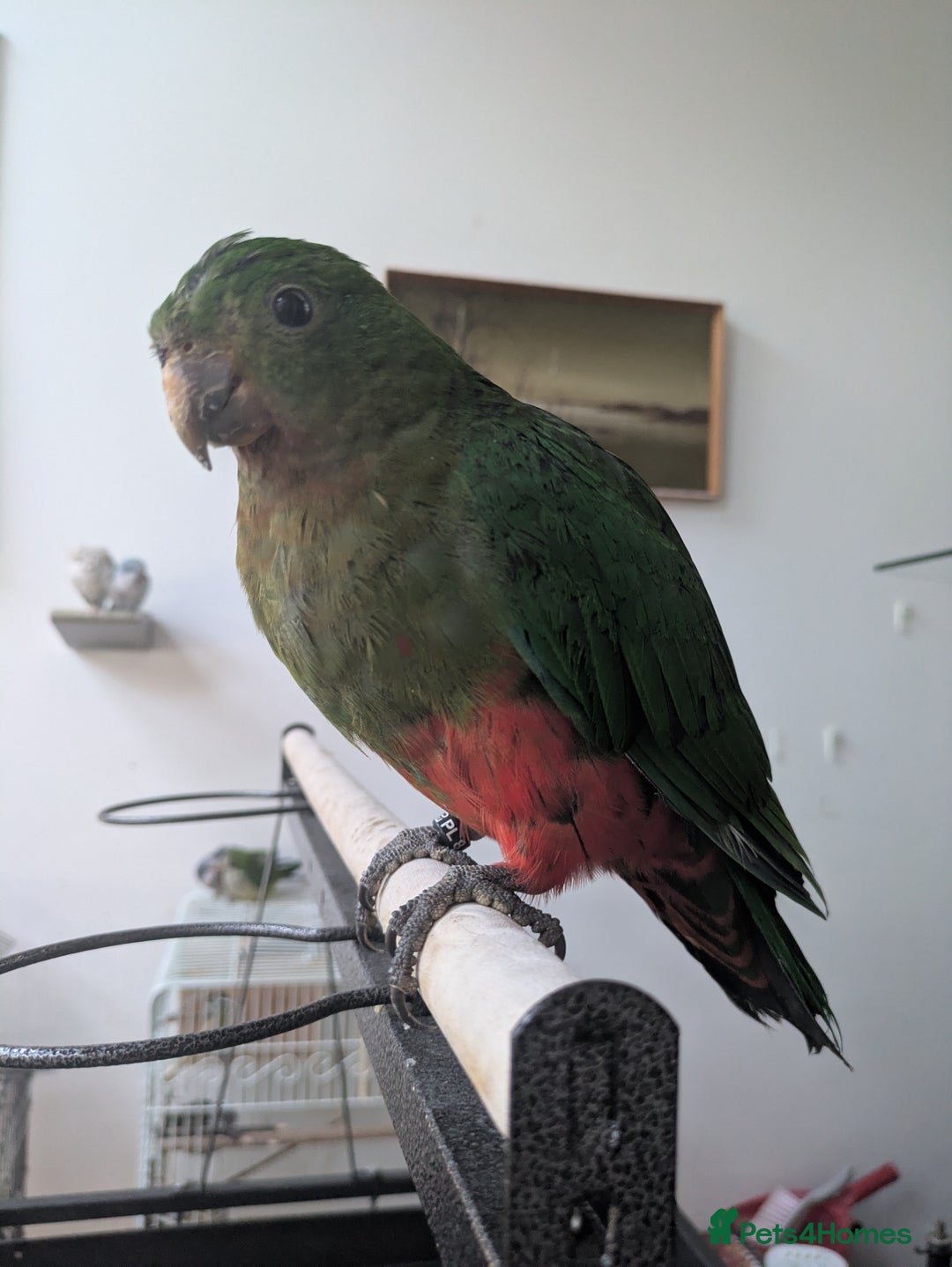 Parrots birds for sale: Australian King's parrot babies  - Image 4